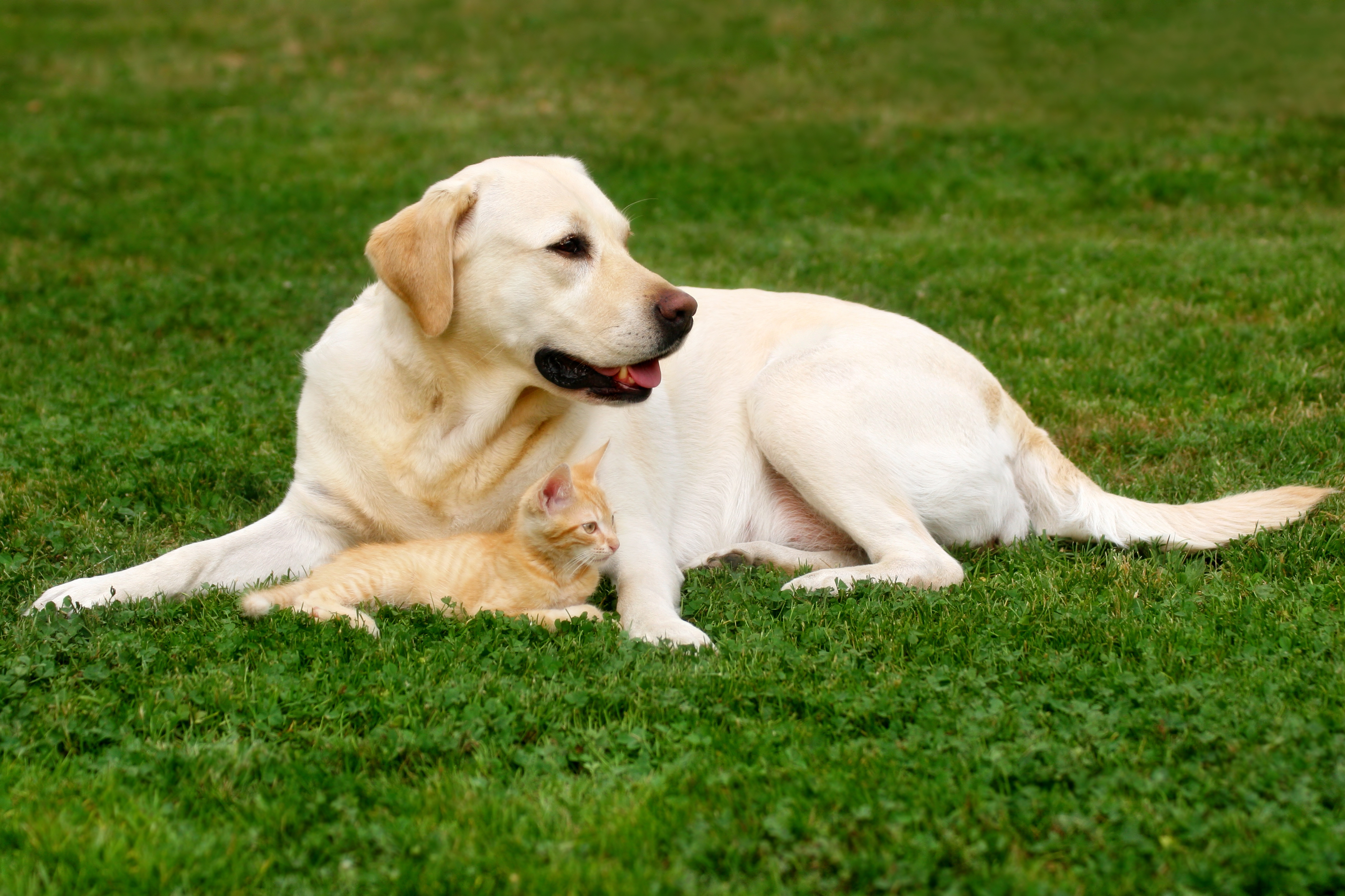 stress management for pet